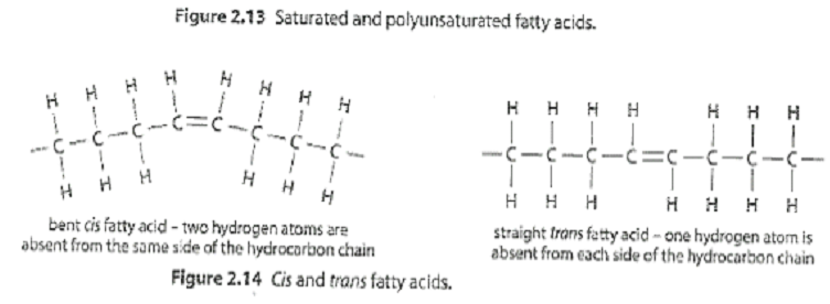 Cis and Trans Unsaturated Fatty Acids.png